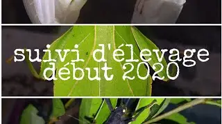 SUIVI D'ÉLEVAGE DÉBUT 2020