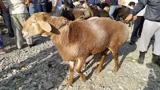 ГИГАНТ КОЧКОР канча болду?
