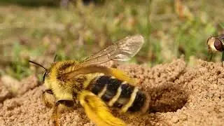 Pantaloon Bee & the Satellite Fly