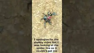 Redheaded mouse spider