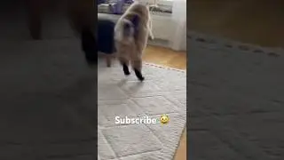 The simba cat is chasing a paper ball  #shorts #catshorts