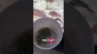 how to treat hair algae