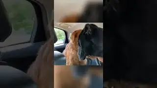 dog VS dog 🤣 #dog #funny #trending #viralvideo #shorts #couple #love