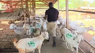 The secret behind 89 % twinity production in goats .see the records  ( making goats produce 2)