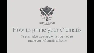 How to prune your Clematis
