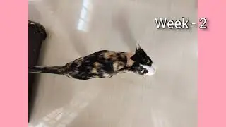 Cat's pregnancy timelapse week 1 - 9.