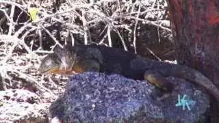 Gal&aacute;pagos. Finch Bay Eco Hotel Parte 1 12/04/15 LA TV ECUADOR