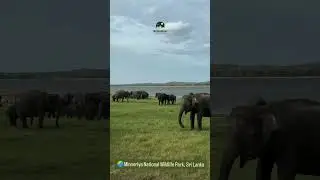 Minneriya National Park Sri Lanka | Elephant Safari & Wildlife Experience