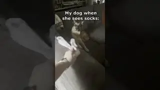 She&rsquo;s always on the hunt 🧦 #funnydogvideos #dogvideos #funnypets