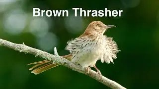 Brown Thrasher making its Smack Sound.  2025 Maine