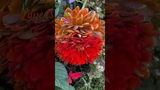 Amazing Mature Flower #flowers #naturalart #thick #layers #nature #flower #amazing