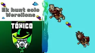 TIBIA: Werelions 1kk/h de profit e 4.4kk/h de Xp