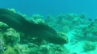 Diving with a  Giant Moray Eel Sharm Elsheikh, Egypt 27 08 2023