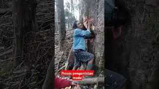 proses pengambilan madu asli di hutan #madu #forest #jelajah #hutan #flores #video