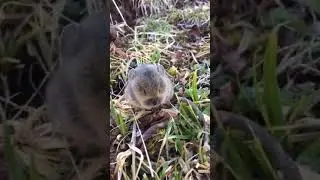Adorable squeaks of a baby Pika
