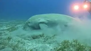 7 videos From the depths of the water with sharks and giant sea creatures