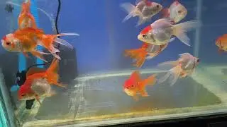 Red cap gold fish..