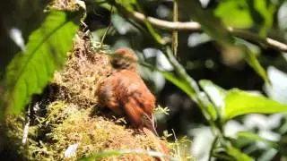 Ruddy Treerunner (Margarornis rubiginosus)