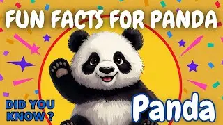 All About Pandas 🐼 | Fun Panda Facts | Happy Rainbow Zoo
