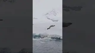 Seals in Antarctica are life savers! #antarctica #cruise #antarctica #expedition #southpole