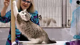 CFA International Show 2018 - RagaMuffin Adult class judging