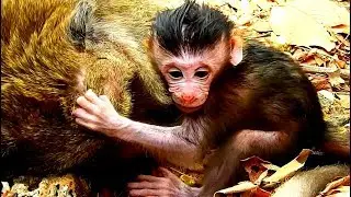 Much pity, Poor baby monkey PoLino sit sad Coz Mom Popeye not care.