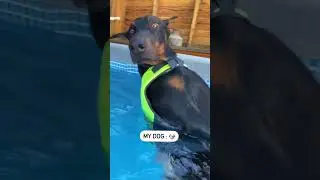 His face 🤣 #shorts #dog #doberman #funny