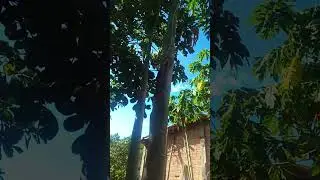 Boa tarde gente que Deus aben&ccedil;oe voc&ecirc;s am&eacute;m ❤️ ❤️
