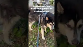 Handle stress like a dog #dogparent #husky #dog #dogvideo #funnydog #funnyvideo #puppy #shorts