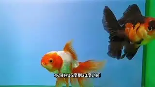 白点的症状和解决方法#新手养鱼 #兰寿 #金鱼 #养鱼养心