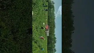 corte de chile en menor ga Moore farms