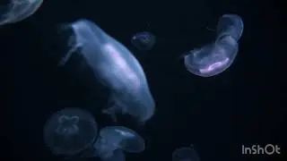 this one it can help you sleep this is a sleep music video 