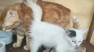 Keluarga kucing campuran #keluargakucing#indukkucing#anakkucing#catkisses#catkiss#sleepycat#catlover