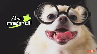 Dog nerd - Veltrix