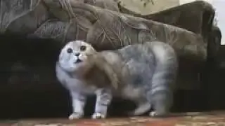 Hard rock funny cat