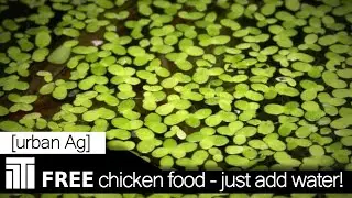 Duckweed: Free Chicken Food - Just Add Water (and Fish)