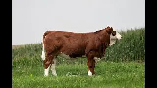 Lot 28 Fleckvieh Heritage Sale 9/18/2021 DEEF Bridget J107