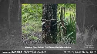 Trail Cam Activity for March 2024 at Long Branch Park-Orlando, Florida
