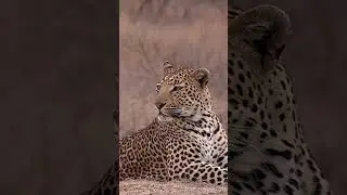 Leopard relaxing  | Animal | Wildlife | wildlife stock videos | Stock Drift