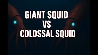 GIANT SQUID AND COLOSSAL SQUID