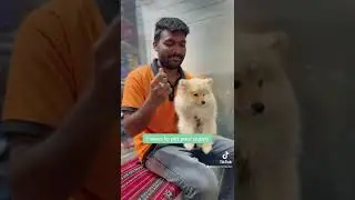 Pamper your dog with love. #petcorner #pets #dubai #uae #dog #birds #viral #petfood