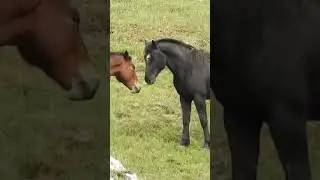 Majestic Horse Mating Moment#HorseMating #HorseBreeding #Stallion #Mare #WildHorses #NatureMoments