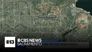 Mountain lion possibly spotted near Orangevale school