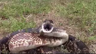 Ratsnake jaw stretching