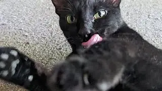 Pet sitting three cats and keeping them happy, healthy and entertained!