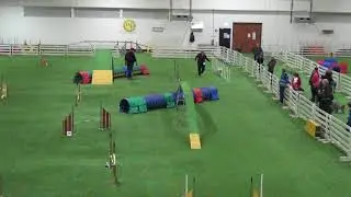 Vekara Agility , Lagotto romagnolo , Dita , M3 , A