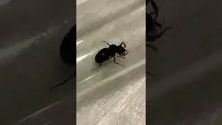 Lasius n!ger