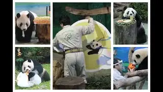 20230409 節慶生日點子多 全能彪哥親手做 團圓仔寶同受惠 美好時光容易過 Giant Panda Tuan Tuan, Yuan Yuan, Yuan Zai & Yuan Bao