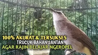 Trucuk BETINA memanggil Jantan Suara Birahi Ngecuplik 100% pancingan trucukan gacor agar BUNYI EMOSI