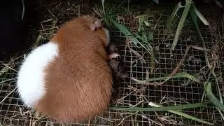 Tanda Tanda Marmut Melahirkan || Teddy Guinea Pig || Teddy Cavy